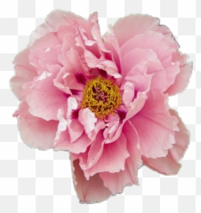 Aesthetic Rose Pink Tumblr Pink Flower Background - Largest Aesthetic Flower Png Pastel Emoji,Tumblr Flower Emoji