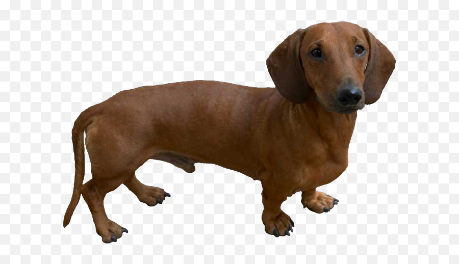 Dachshund Png - Dog Like Hot Dog Clipart Full Size Clipart Emoji,Dachshund Emoticon Facebook