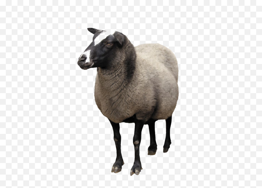 Sheep Goat Clip Art - Sheep Png Download 472600 Free Emoji,Shhep Emoji