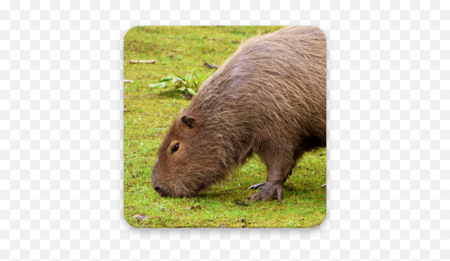 Capybara Wallpapers 20 Apk Download - Comstamoby Capybara Emoji,Nazar Boncugu Emoji