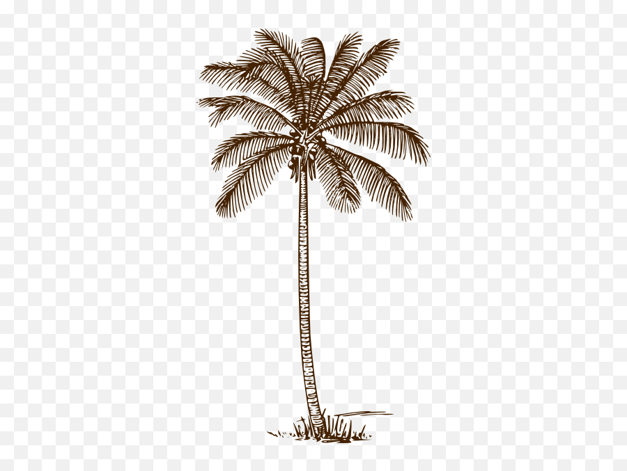 Free Palm Tree Drawing Png Download - Palm Trees Vintage Png Emoji,Emoji Coconut Tree And Book