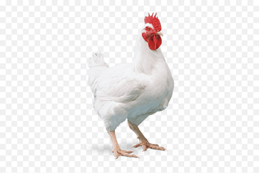 Cobb 700 - White Chicken Png Emoji,Cornish Cross Chicken Emotions
