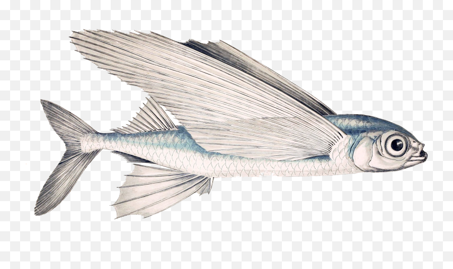 Surreal Fish Wings Fly Sticker - Flying Fish Scientific Drawing Emoji,Flying Fish Emoji