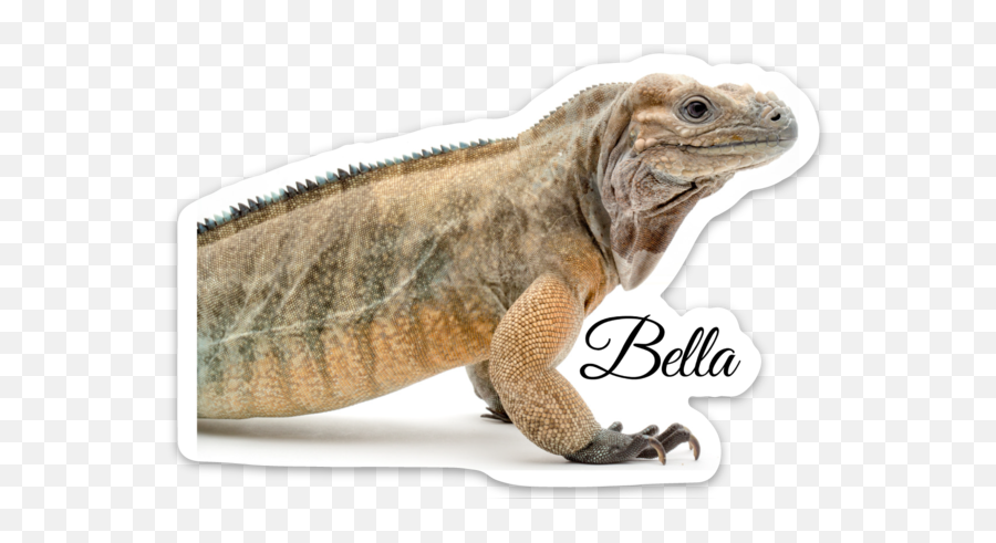 Bella Sticker - Reptarium Amimals Emoji,What Does Color Say About Crested Geckos Emotion