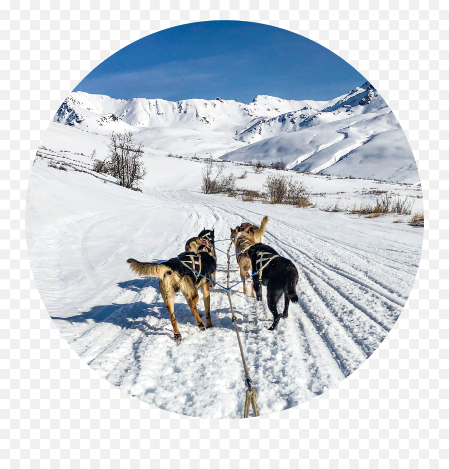 Dogsled Rides Alaskan Husky Adventures - Sri Bhaktha Anjaneya Temple Emoji,Caucasian Mountain Shepherd Puppy Emoticon