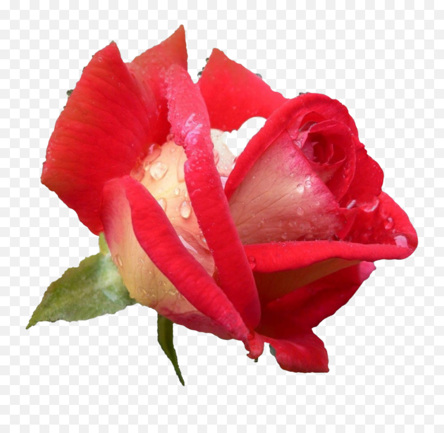 Collective Healing For Our Complex Times U2014 We Heal For All - Hybrid Tea Rose Emoji,The World Of Emotions And Healing