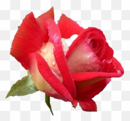 Collective Healing For Our Complex Times U2014 We Heal For All - Hybrid Tea Rose Emoji,The World Of Emotions And Healing