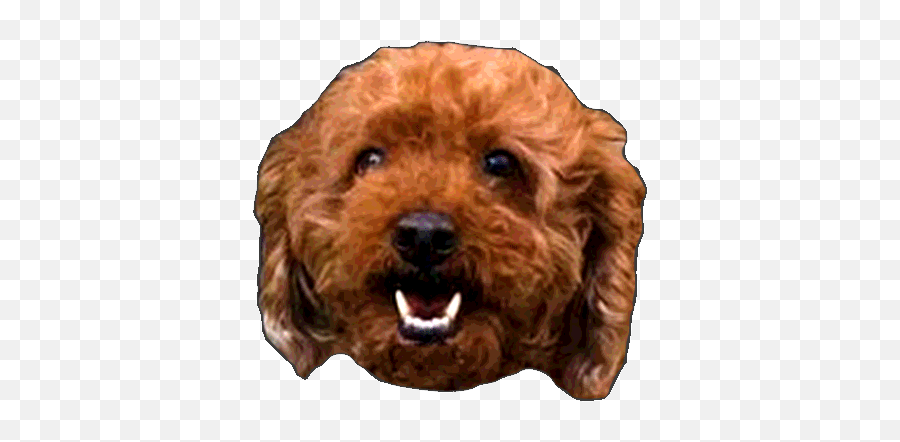 Nessa Nguyen - Soko Glam Curly Emoji,Labradoodle Emoji