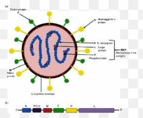 Advances In Canine Distemper Virus Pathogenesis Research A - Dot Emoji,Tobdog Emoticon