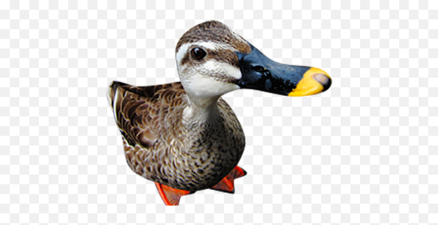 Duck Head Png Transparent Images Free Emoji,Duck Emoji No Background