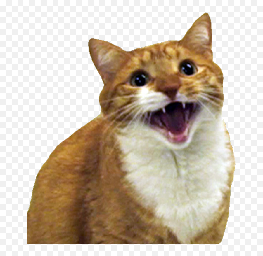 Angry Cat Free Png Image Png Arts Emoji,Angery Cat Emoji