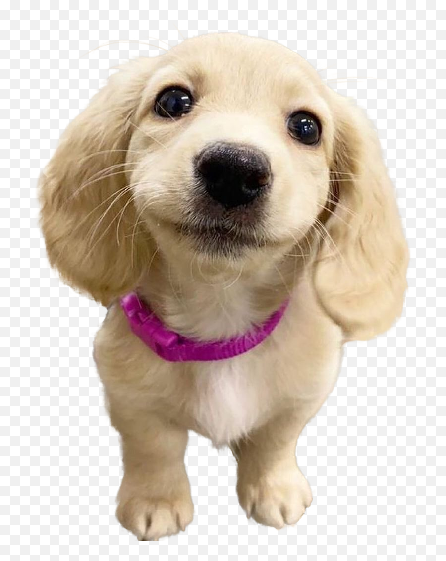 Rcutouts Emoji,Cocker Spaniel Emojis For Messenger