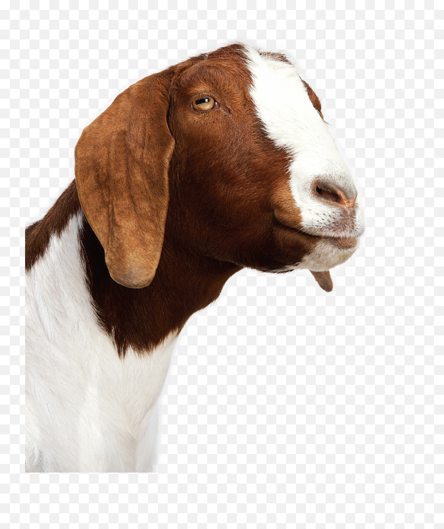 Goat Png Image Png Arts Emoji,Goat Emojis