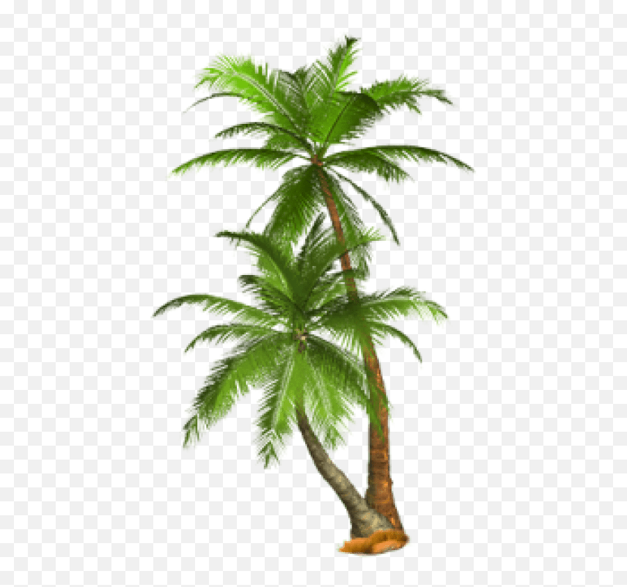 Free Png Palm Tree Png Images Transparent - Palm Trees Emoji,Tropicle Tree Emoji