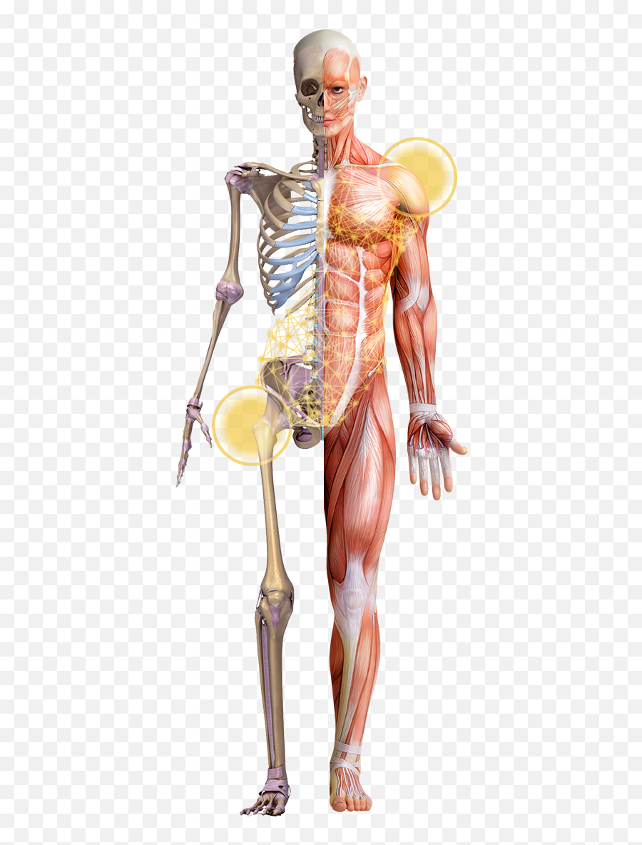 Integrative Anatomy Trunamics - Rib Emoji,Anatomy Of Emotions