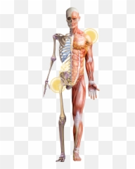 Integrative Anatomy Trunamics - Rib Emoji,Anatomy Of Emotions