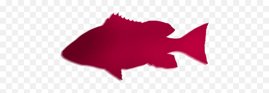 Red Snapper Fish Hd Png Clipart Download Pngimagespics - Aquarium Fish Emoji,Woman Fish Emoji