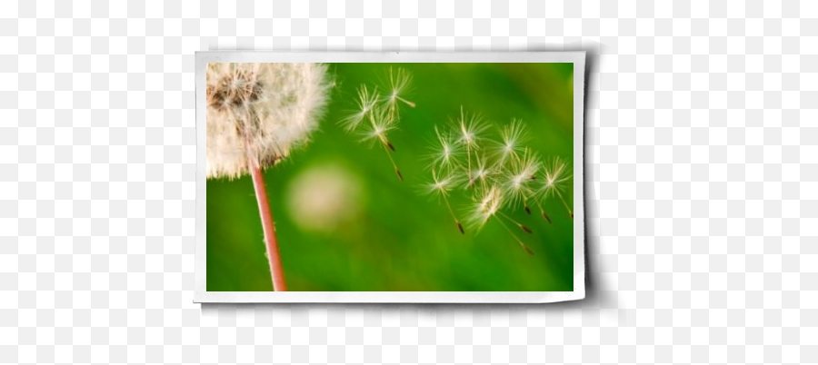 Download I Still Remember The Joy Of - Dandelion Emoji,Dandelion Emoji