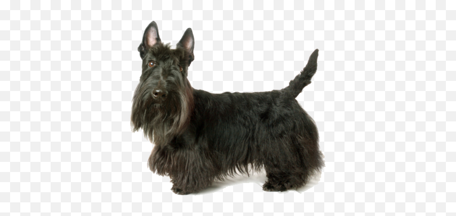 Scottish Terrier Breed Facts And - Groom A Scottish Terrier Emoji,My Scottish Terrier Doesn't Show Emotions