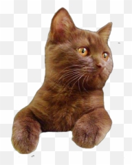 Chocolate Brown Gatito Gato Gatitos Sticker By Rosana - Soft Emoji,Emojis Gatitos