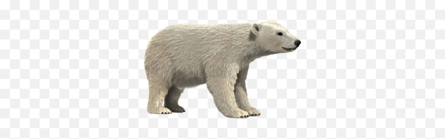 Polar Bear 3d Model Png Hd Transparent - Polar Bear Emoji,Polar Bear Emojis