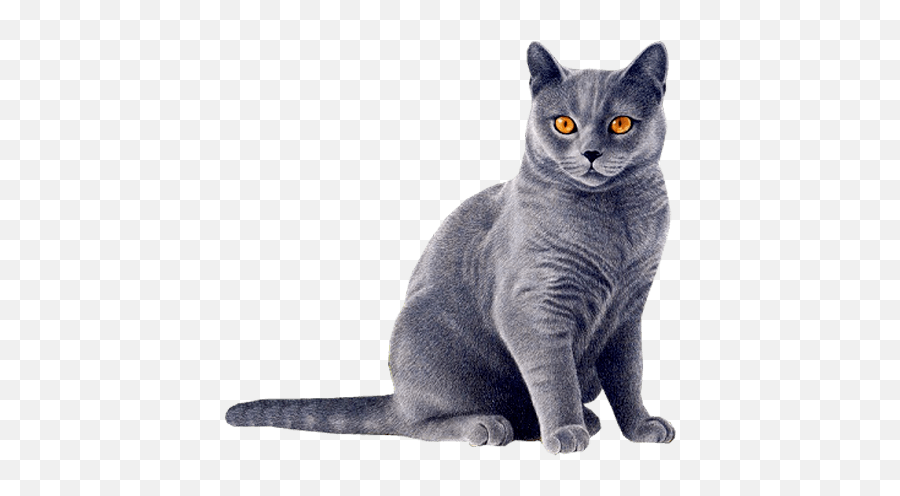 Cat Png Clipart 28 Image Download Vector - Cat Png Emoji,Grey Cat Emoticons For Facebook