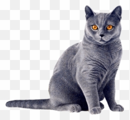 Cat Png Clipart 28 Image Download Vector - Cat Png Emoji,Grey Cat Emoticons For Facebook