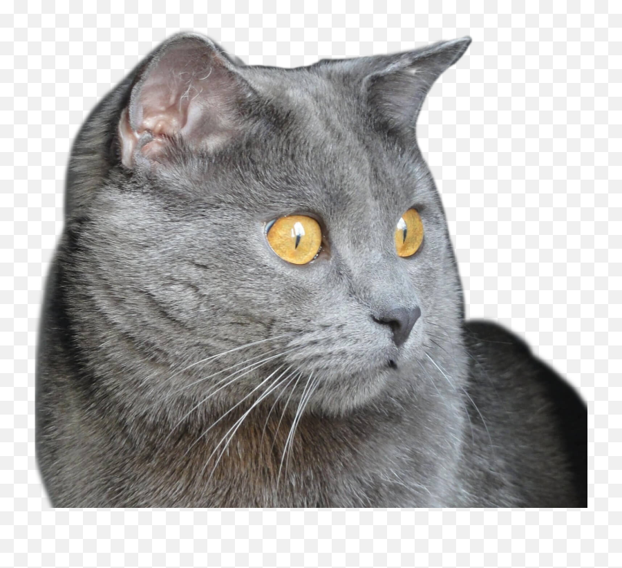 Grey Cat Sticker - Chartreux Emoji,Grey Cat Emoji