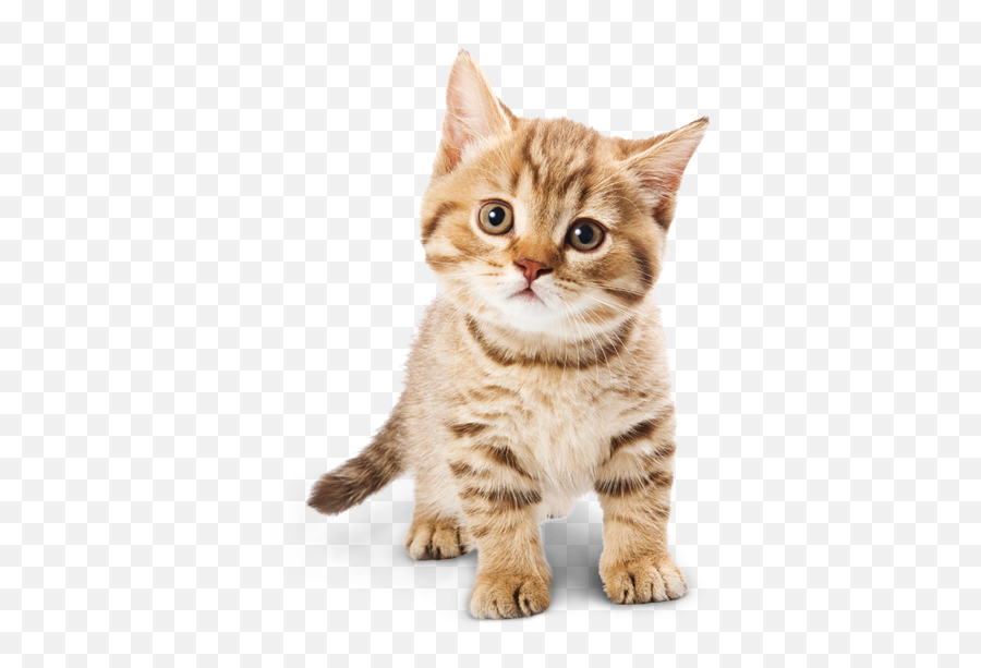 Abecedario Ll Your Browser Does Not Support The Audio Tag - Kittens Cat Emoji,Ranita Whatsapp Emoticon