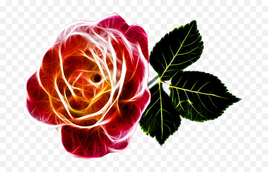 Free Photo Love Valentine Bloom Rose Burning Blossom Fiery - Abstract Red Rose Png Emoji,Valentine Flowers Emotion Icon