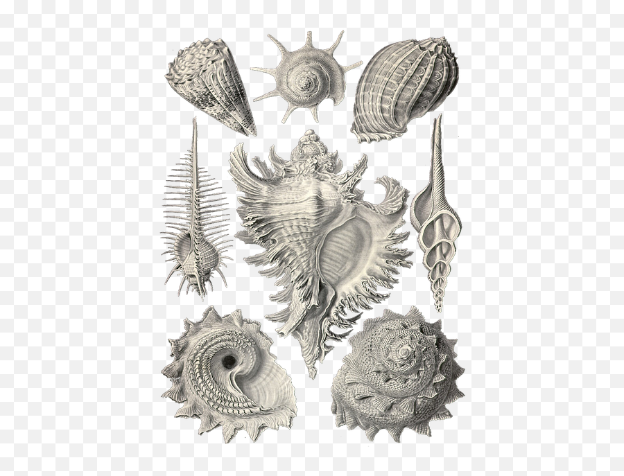 Free Photo Seashells Nature Art Forms - Art Forms In Nature Sea Life Emoji,Romantic Painting Emotion Nature
