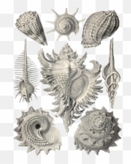 Free Photo Seashells Nature Art Forms - Art Forms In Nature Sea Life Emoji,Romantic Painting Emotion Nature