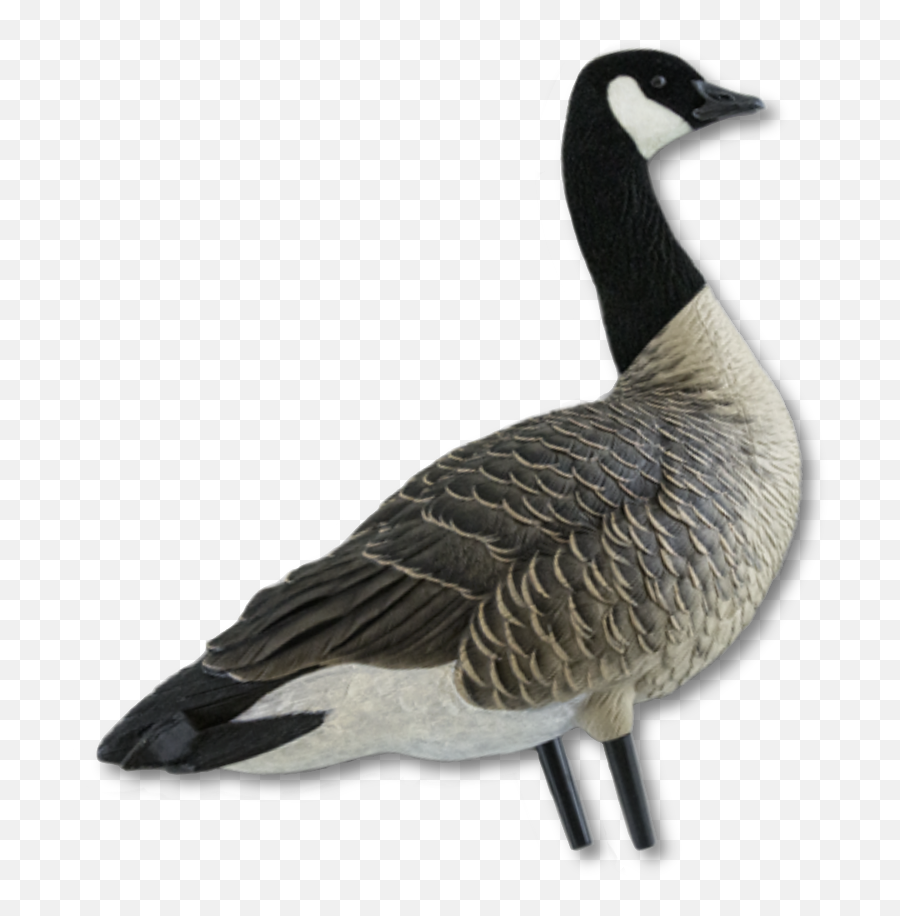 Avian - Canada Goose Decoy Emoji,Canadian Goose Emoticon