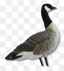 Avian - Canada Goose Decoy Emoji,Canadian Goose Emoticon