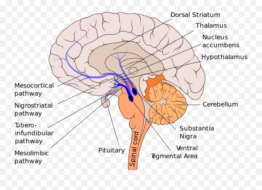 Mesocortical Pathway - Wikipedia Mesolimbisches System Emoji,Frontal Lobe Emotion