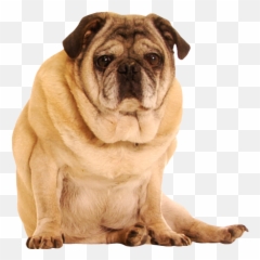 The Jackbox Party Pack 4 - Jackbox Games Emoji,Abstract Pug Emotion