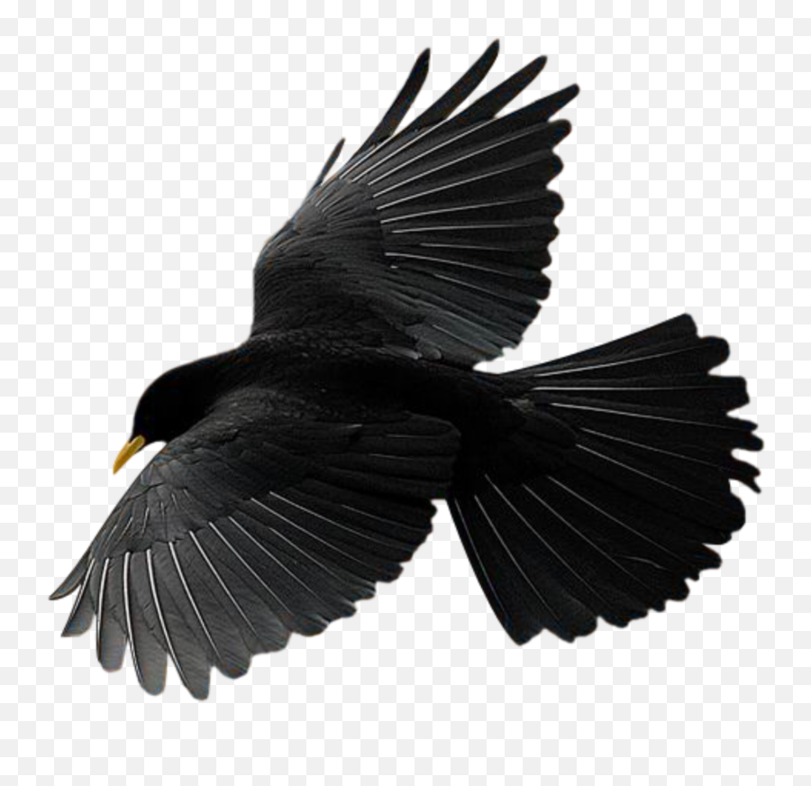 Bird Raven Crow Flying Sticker By Chris - Flying Raven Emoji,Raven Bird Emoji