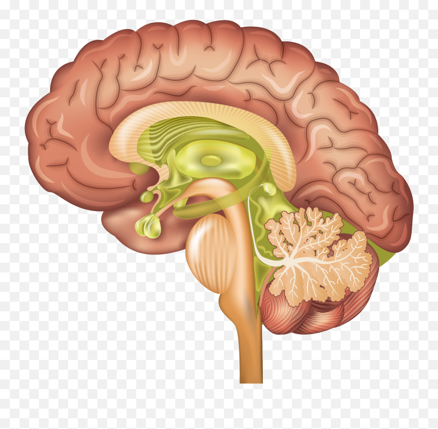 Paleomammalian Complex Emoji,Emotion Brain