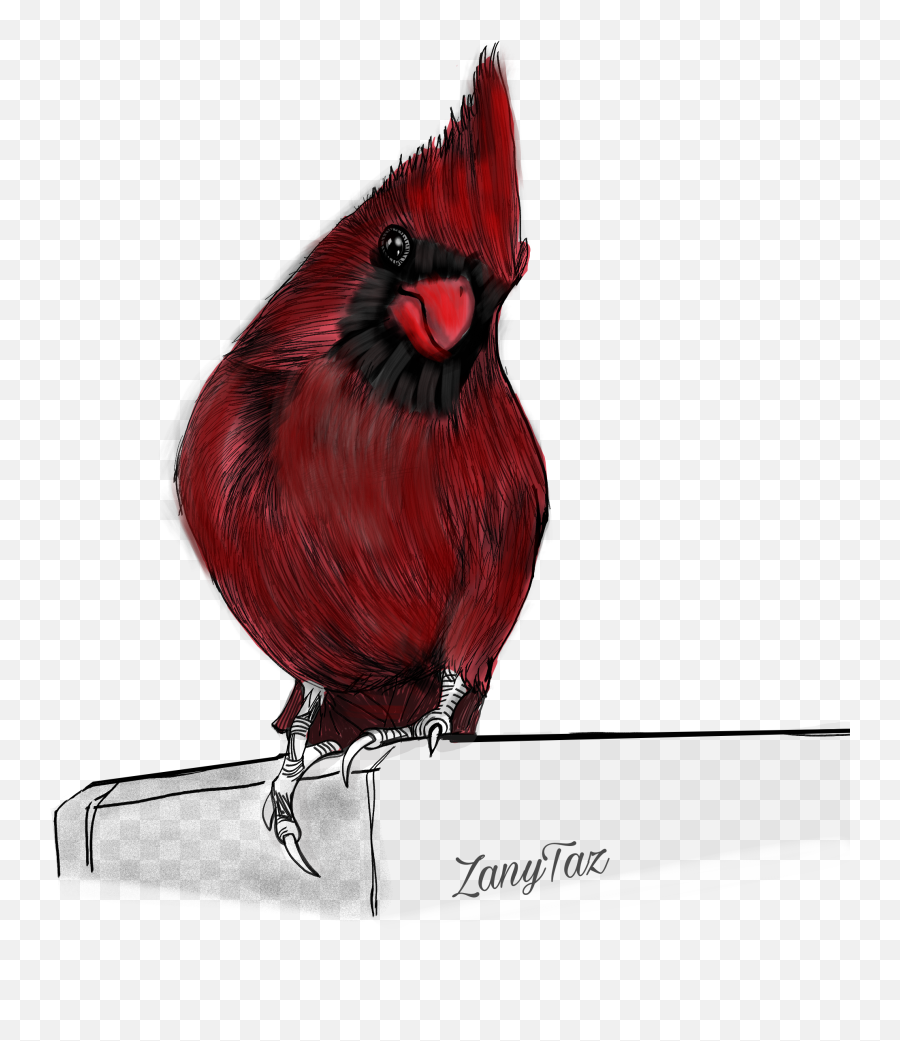 Red Cardinal Bird Drawing Sticker - Northern Cardinal Emoji,Red Bird Emoji