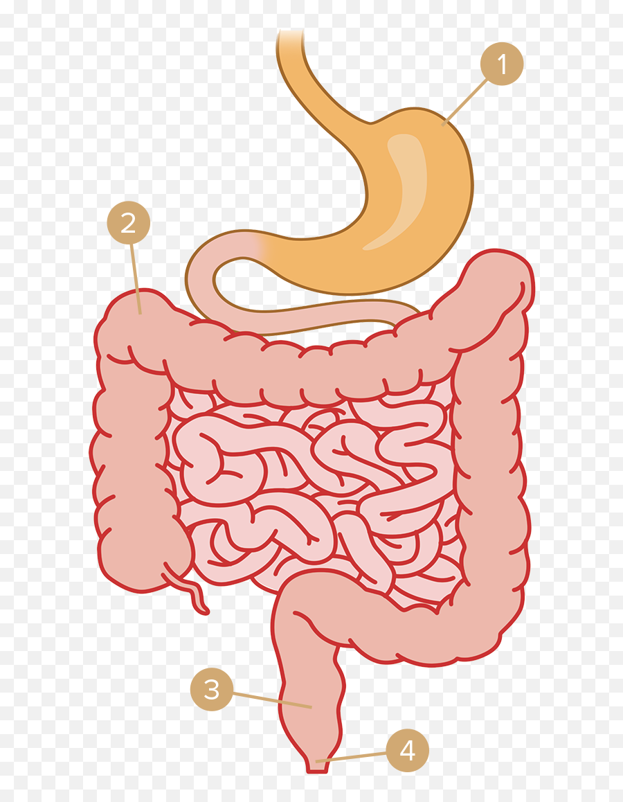 The Fine Art Of Digestion - Transparent Digestive System Clipart Emoji,Emotions Of The Large Intestine