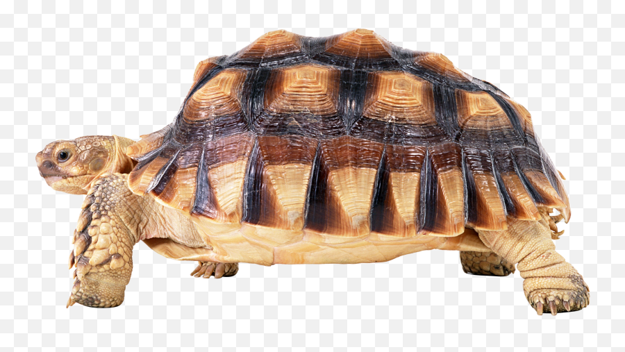 Turtle Png Free Downloading - High Quality Image For Free Emoji,Turtle Emoji