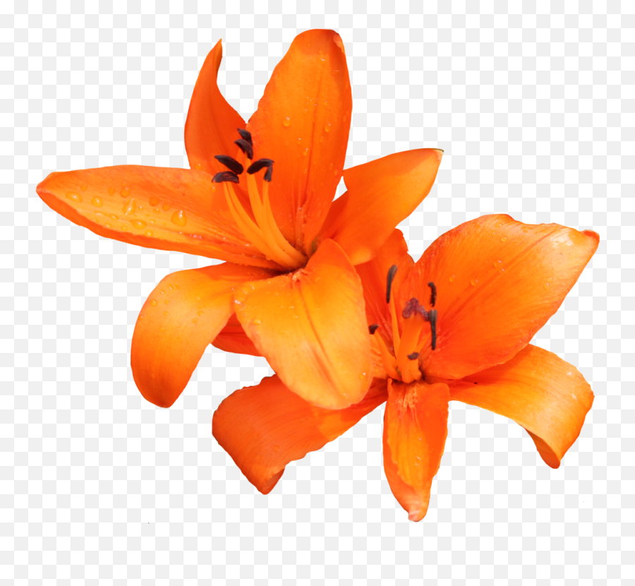 Lily Png Photo Png Svg Clip Art For Web - Download Clip Art Emoji,Bbcode Dice Emoji