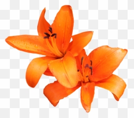 Lily Png Photo Png Svg Clip Art For Web - Download Clip Art Emoji,Bbcode Dice Emoji