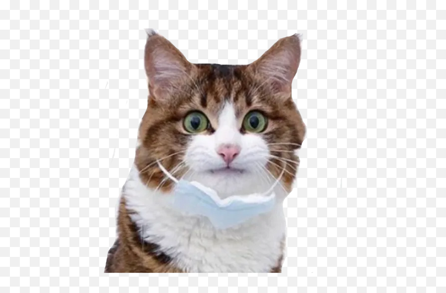 Cat By You - Sticker Maker For Whatsapp Emoji,Cat Emoji Discord