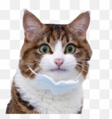 Cat By You - Sticker Maker For Whatsapp Emoji,Cat Emoji Discord