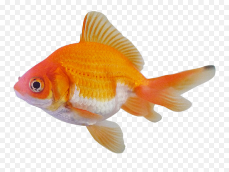 Fish Goldfish Stickers Sticker - Goldfish Png Emoji,Gold Fish Emoji
