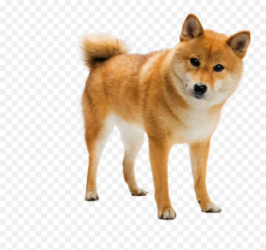 Doggo Bork Doge Shiba Shibe Shibainu - Doggo Dog Emoji,Bork Emoji