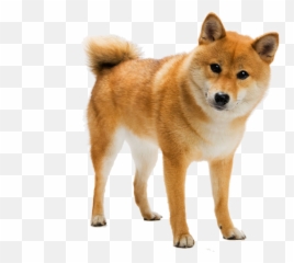 Doggo Bork Doge Shiba Shibe Shibainu - Doggo Dog Emoji,Bork Emoji