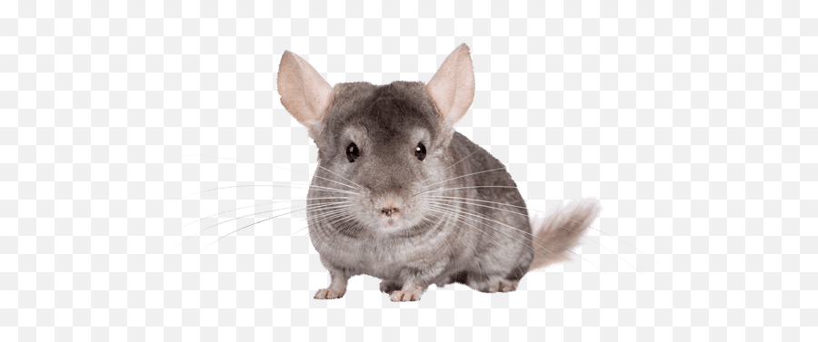 Do Chinchillas Like Music - Neeness Pet Emoji,Gerbil Tail Emotions