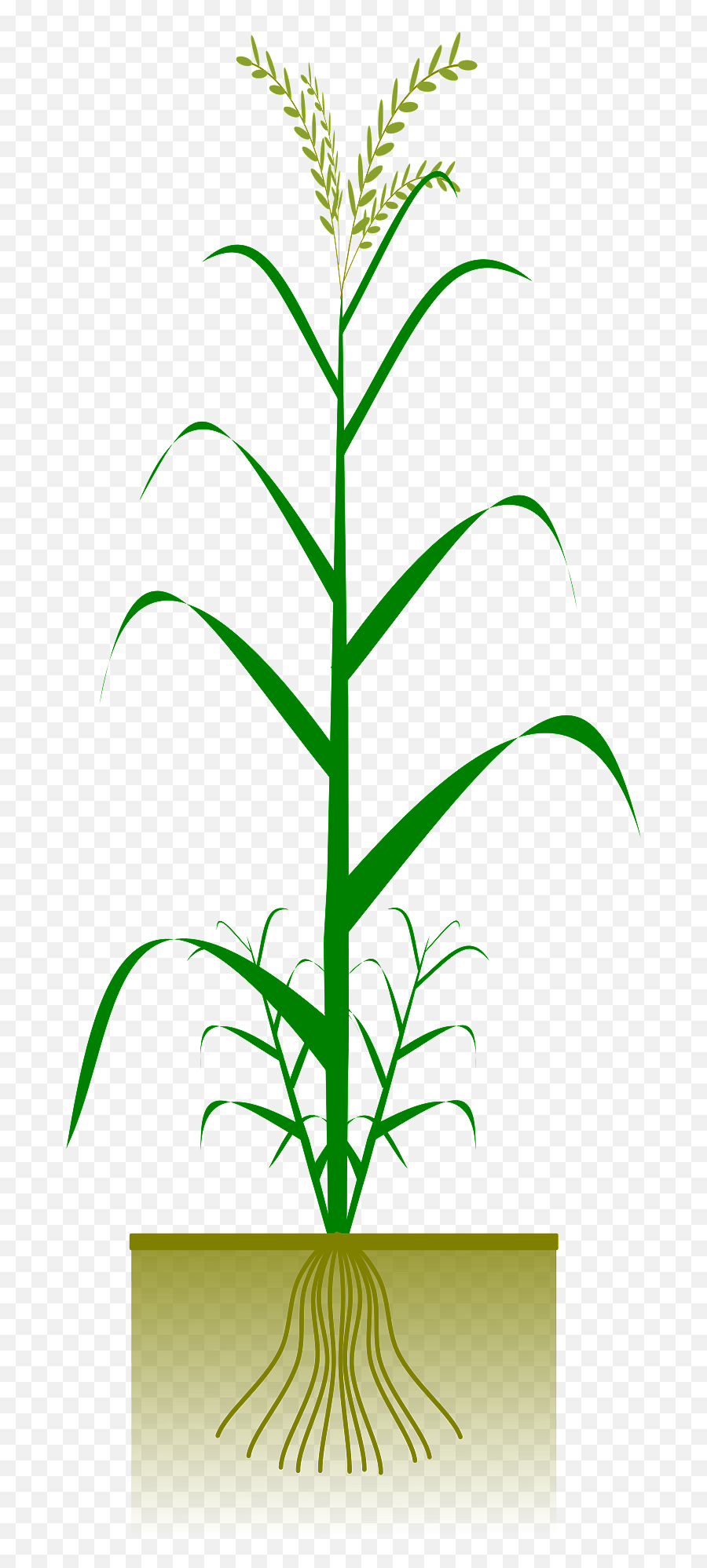 Cereal Plant Clipart Free Download Transparent Png Creazilla - Barley Plant Images Diagram Emoji,Cereal Emoji